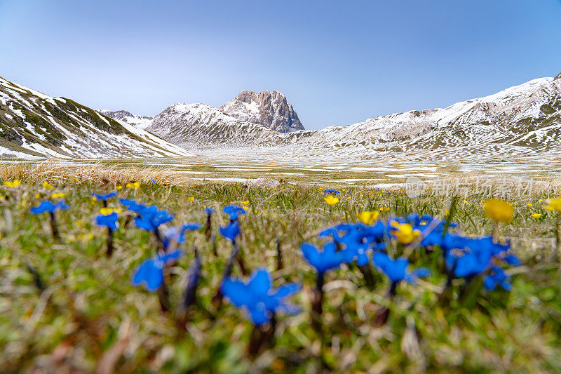 Corno Grande与野花草地Campo Imperatore，意大利Abruzzi